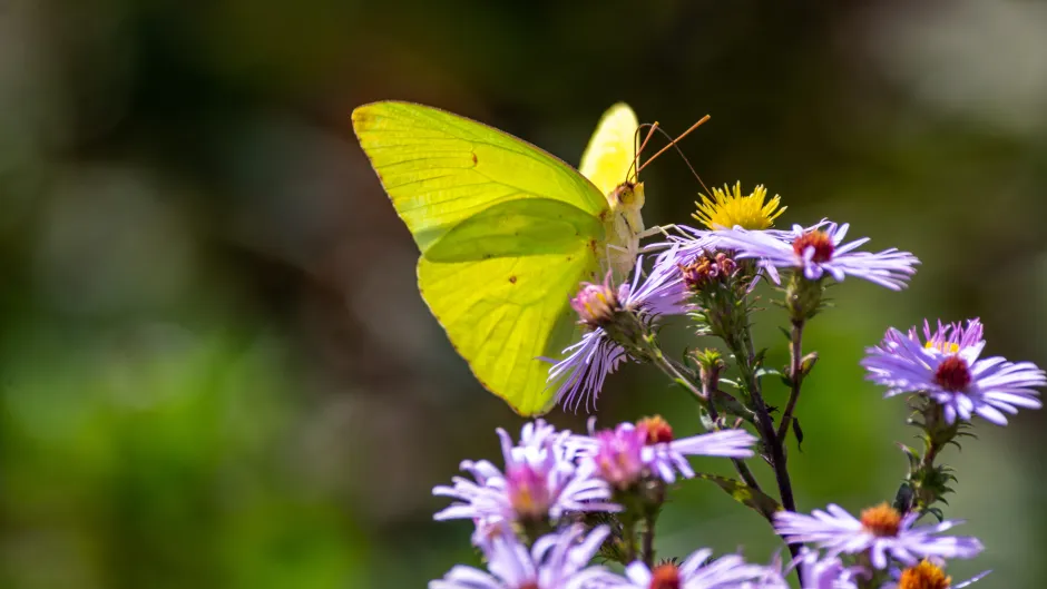 Schmetterling auf Blume